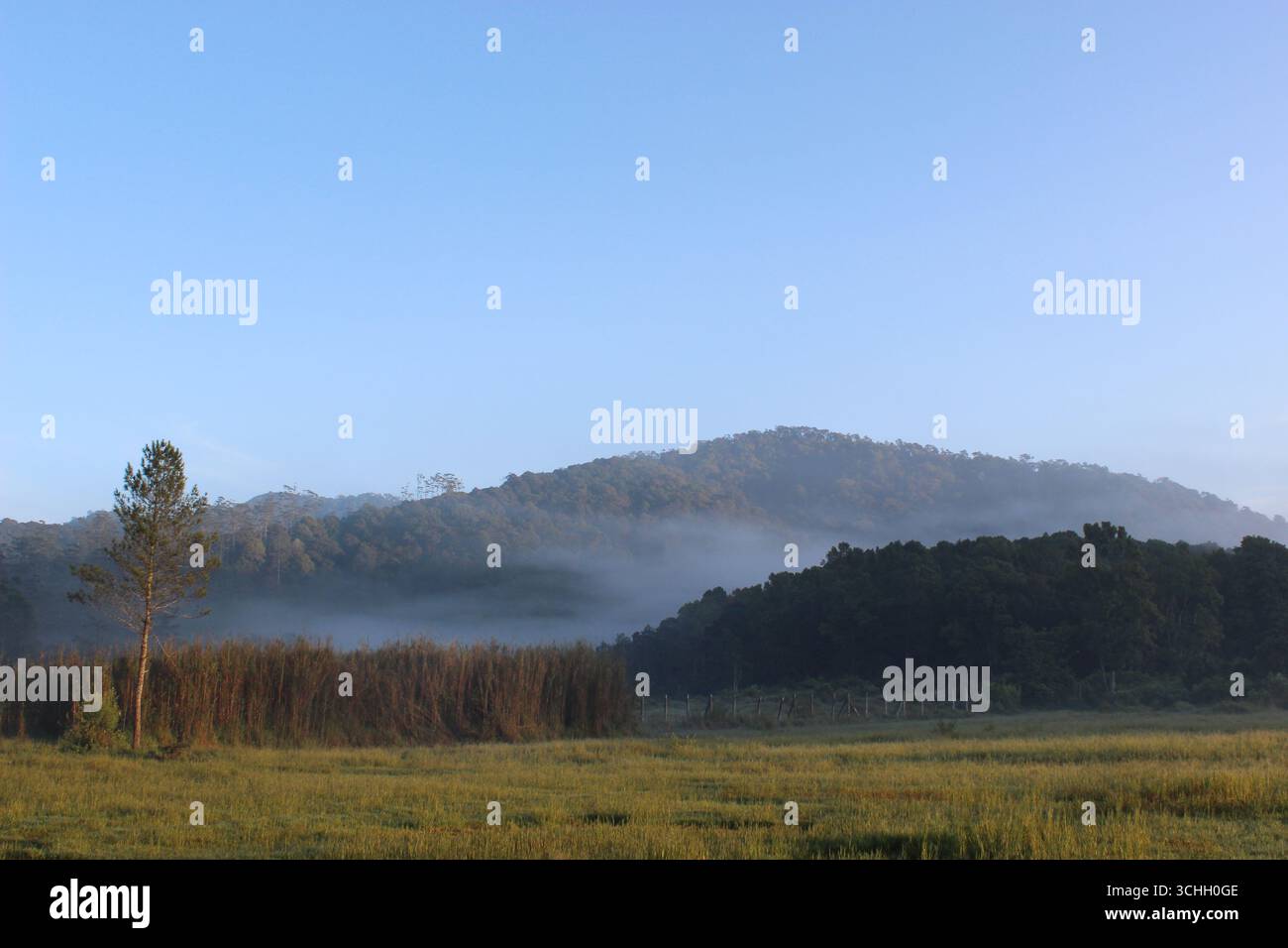 La nebbia mattutina bacia le lussureggianti colline verdi, con una sentinella di pino solitario. Un inizio tranquillo della giornata. Foto Stock