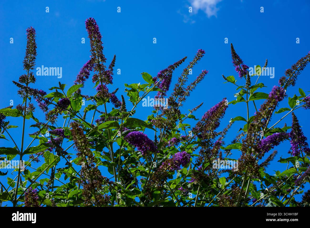 Buddleia (Buddleja) Butterfly Plant, UK. Foto Stock