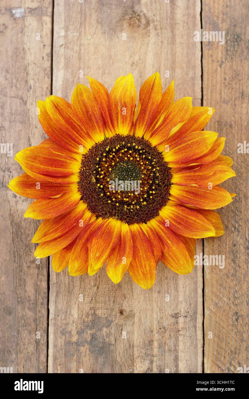 girasoli in cesto, con cosmo, su legno, galleggiante Foto Stock
