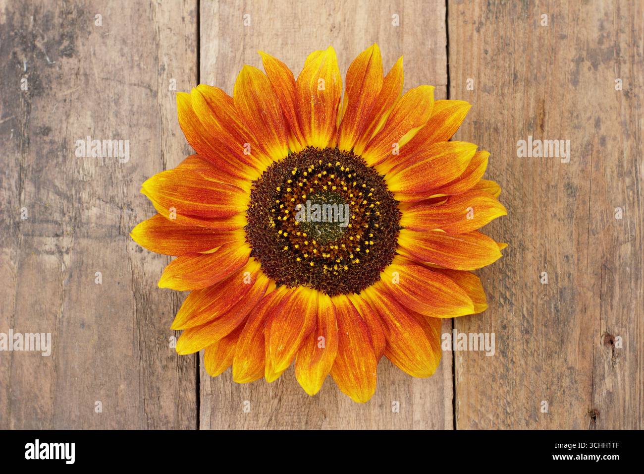 girasoli in cesto, con cosmo, su legno, galleggiante Foto Stock
