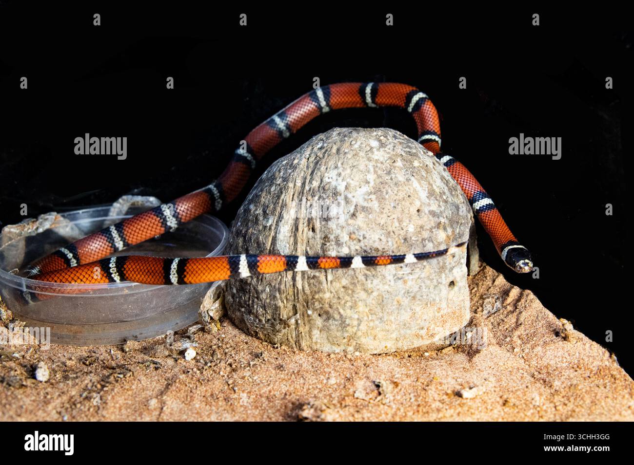 Un serpente reale con un motivo a righe che strizza su un tronco. Serpente e spazio per testo pubblicitario nelle vicinanze Foto Stock