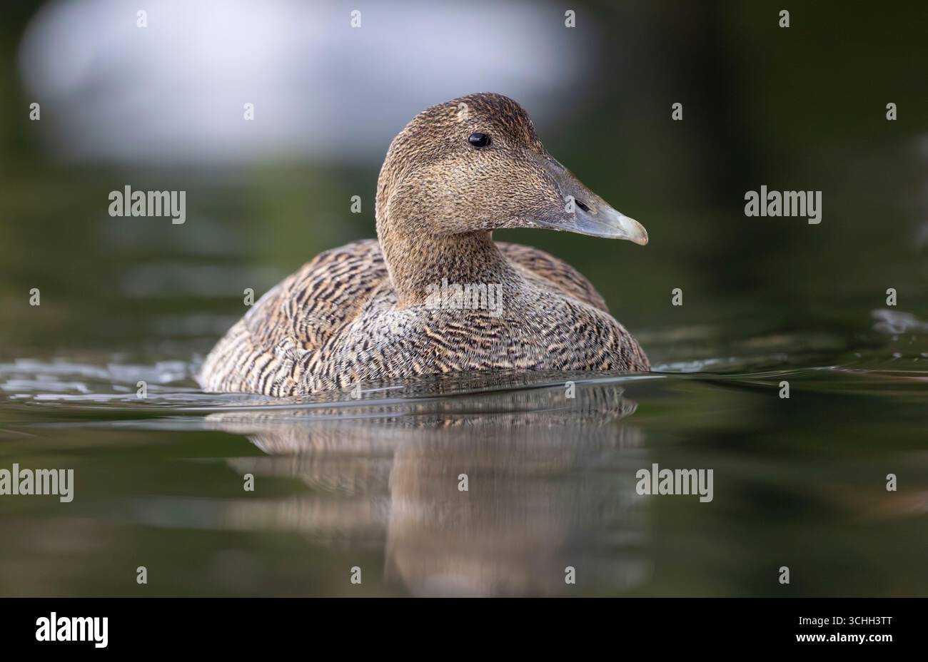 Ritratto femminile di Eider Duck (Somateria mollissima) con ripescaggio sull'acqua, nel porto di Amble, Northumberland Foto Stock