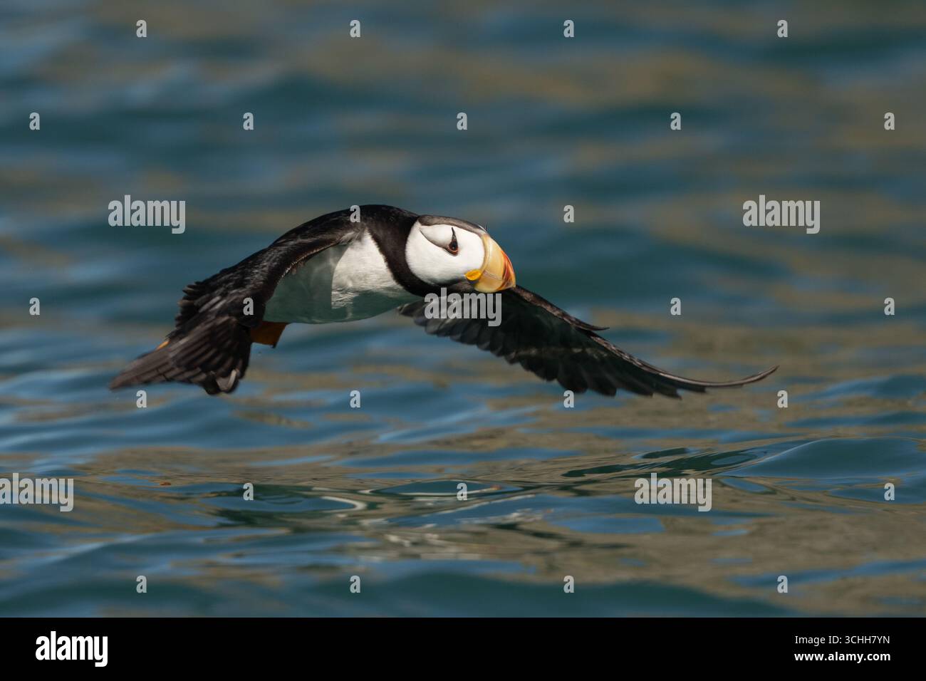 Puffin corna in Alaska che vola in basso sull'acqua Foto Stock