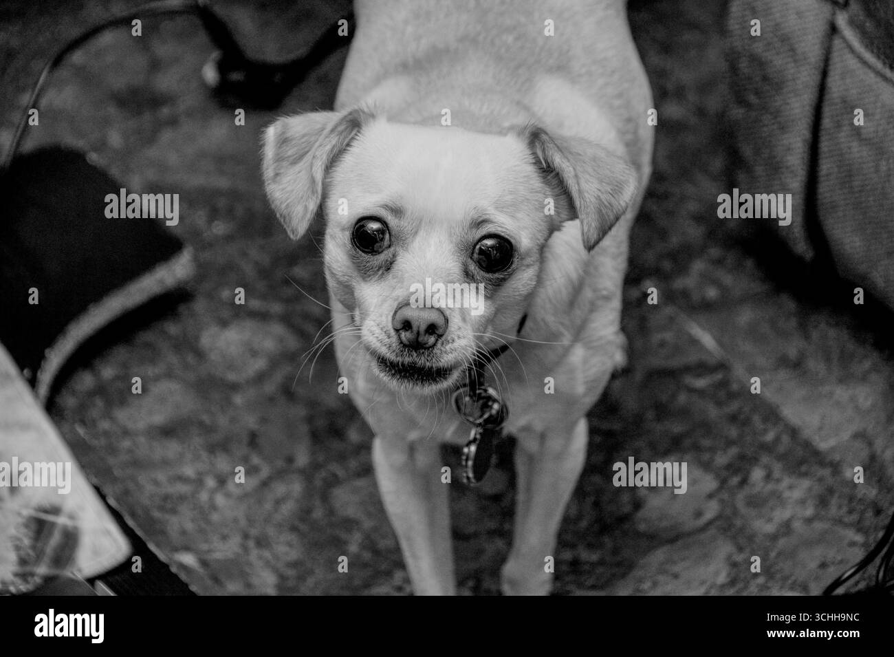 Foto in bianco e nero di un cane bianco che guarda la fotocamera con un'espressione aggressiva Foto Stock