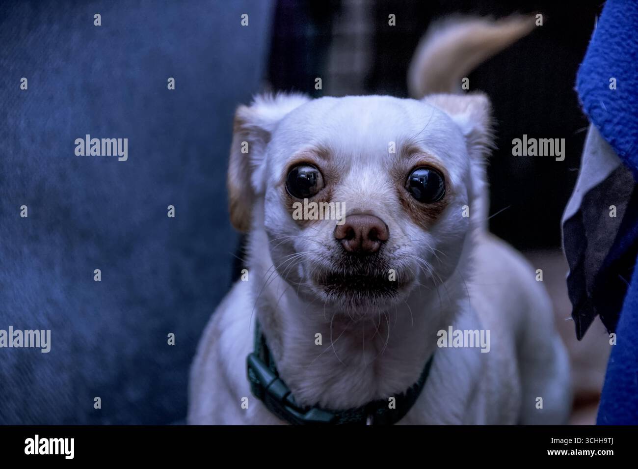 La razza Chiweenie Pomeranian Mix guarda la telecamera con un'espressione preoccupante Foto Stock