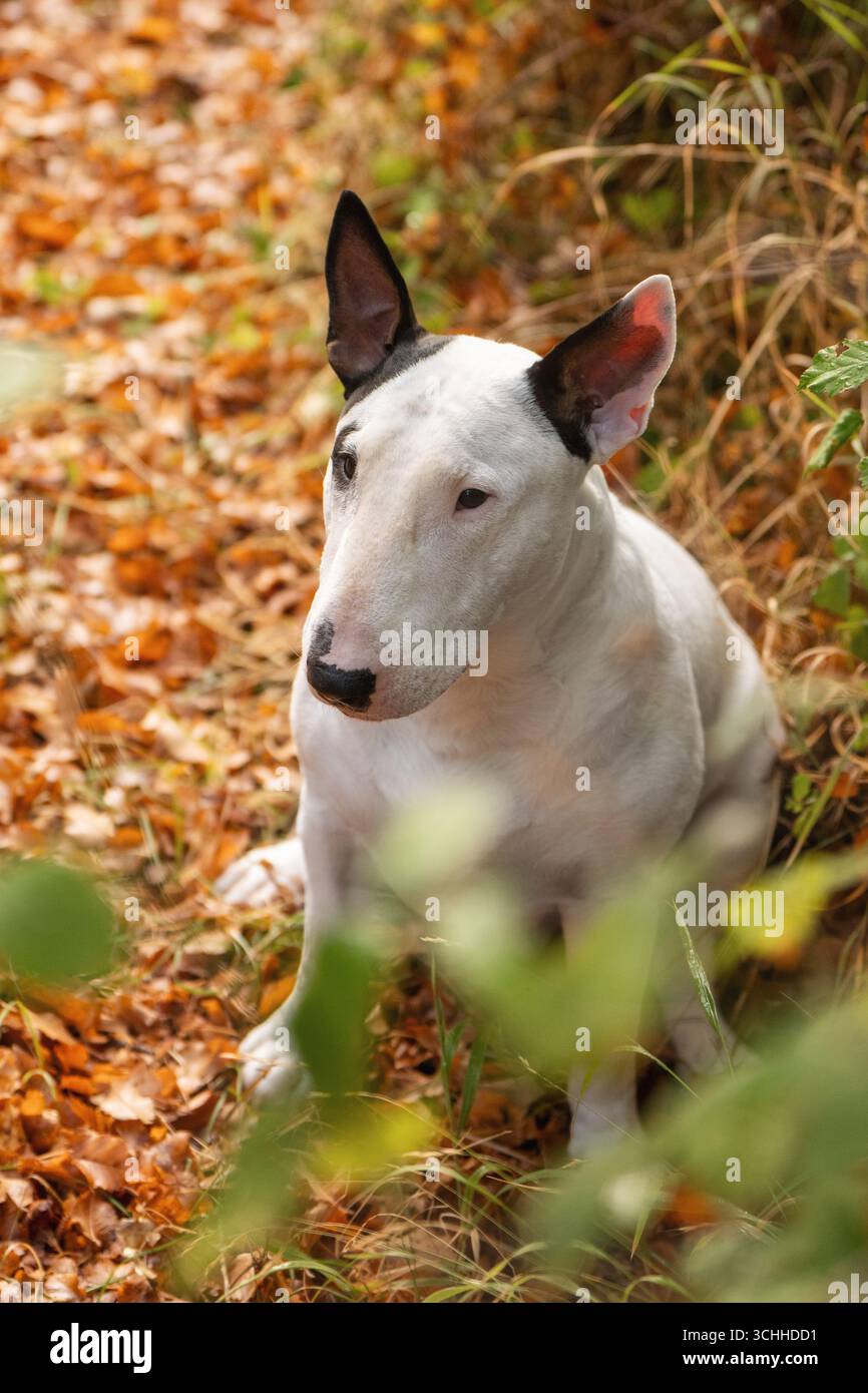 Bellissimo Bull Terrier che guarda la fotocamera nel fogliame autunnale, primi piani Foto Stock