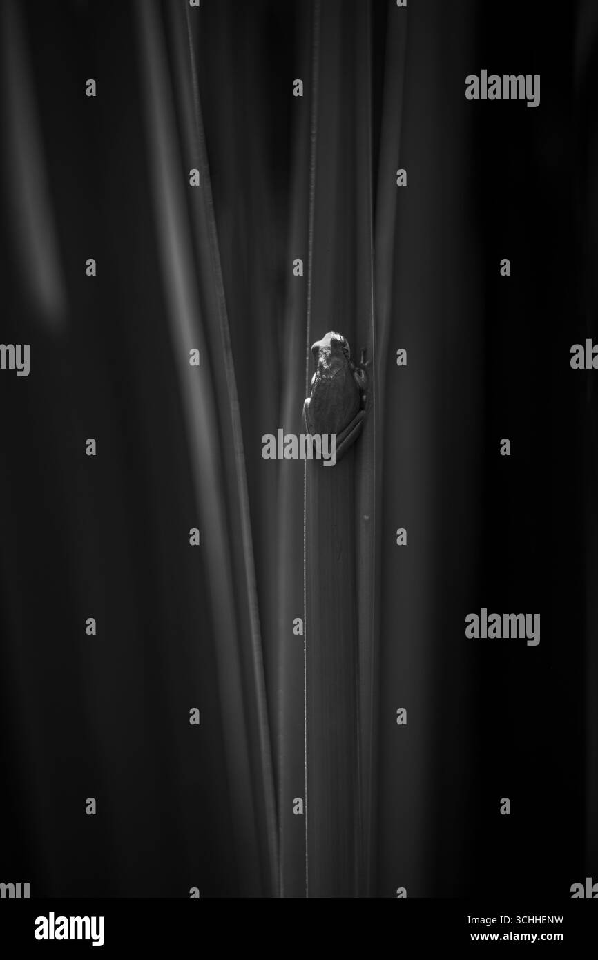 fotografia artistica Foto Stock