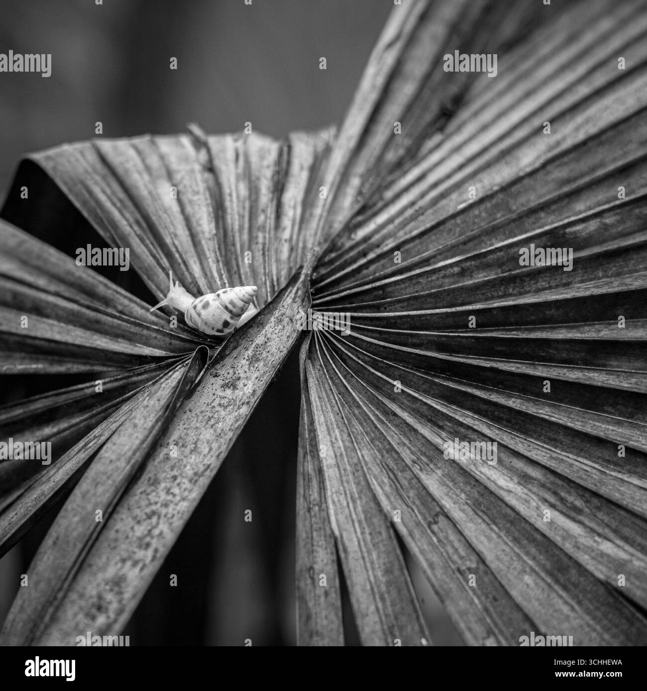 fotografia artistica Foto Stock