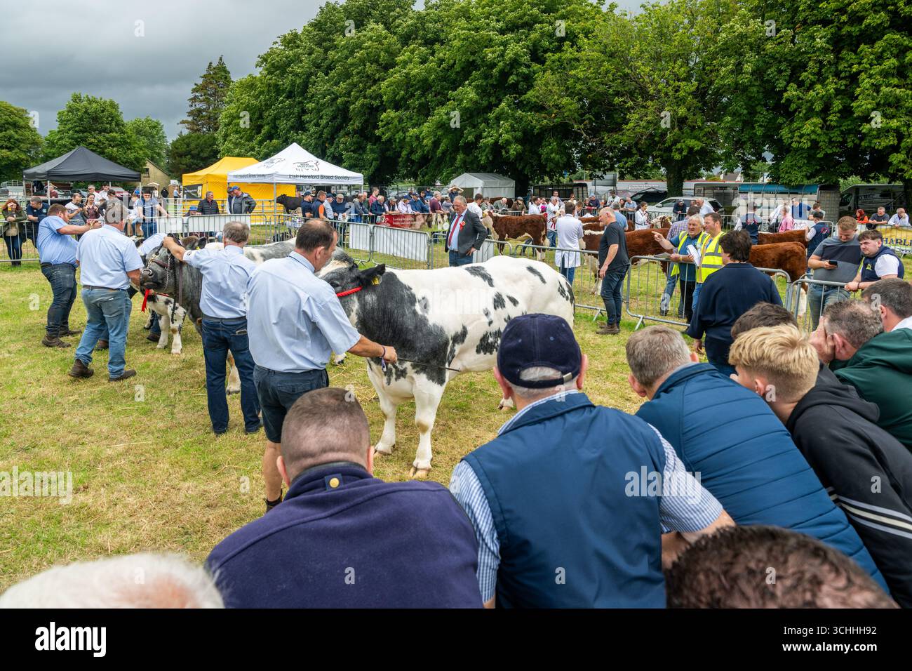 Le vacche da latte giudicano all'annuale Charleville Agricultural Show, Charleville, Contea di Cork, Irlanda. Foto Stock
