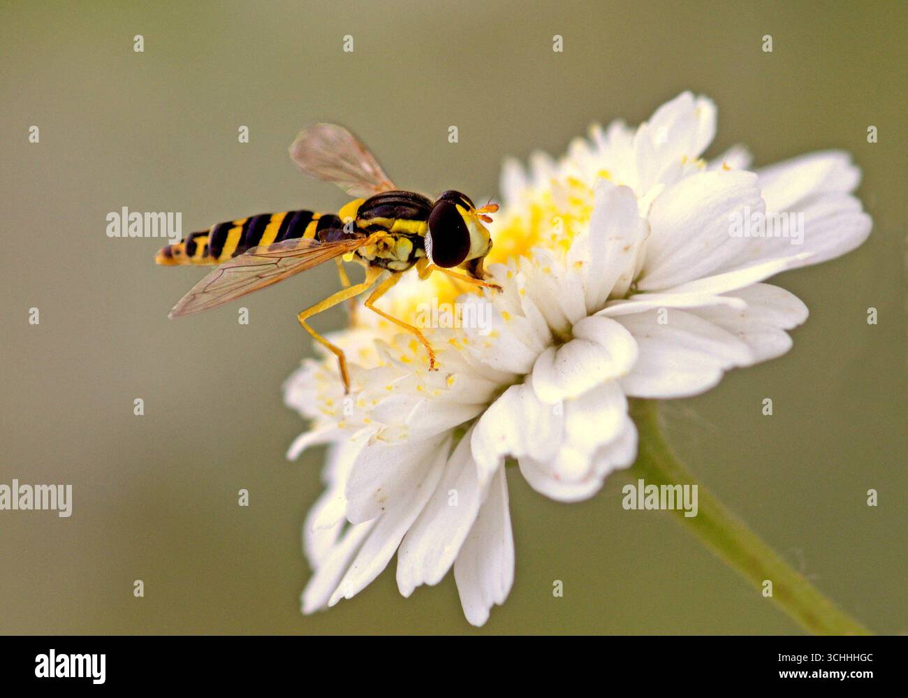 L'abeille domestique, Apis mellifera, est un insecte de l'ordre des Hyménoptères. L'Abeille européenne, Avette ou Mouche à miel Foto Stock