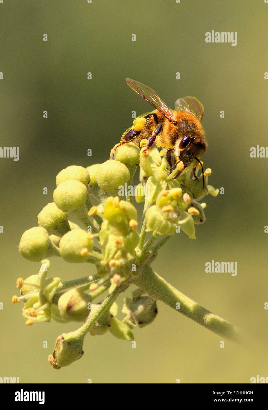 L'abeille domestique, Apis mellifera, est un insecte de l'ordre des Hyménoptères. L'Abeille européenne, Avette ou Mouche à miel Foto Stock