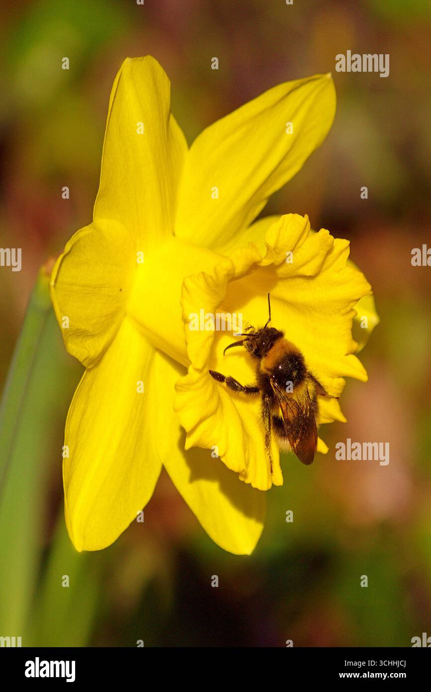 L'abeille domestique, Apis mellifera, est un insecte de l'ordre des Hyménoptères. L'Abeille européenne, Avette ou Mouche à miel Foto Stock