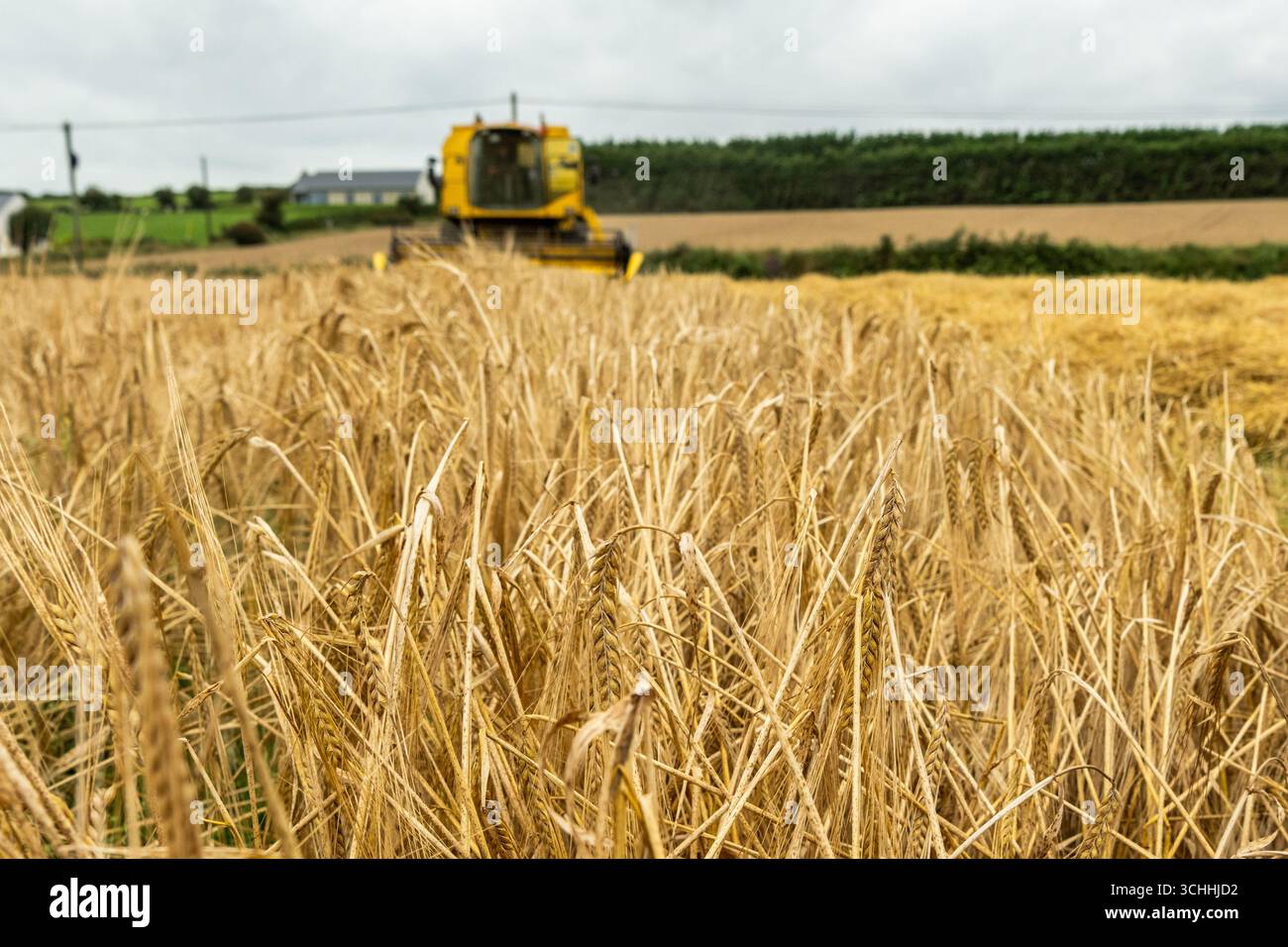 La varietà Spring Barley 'Geraldine' attende di essere raccolta a Garretstown, West Cork, Irlanda. Foto Stock