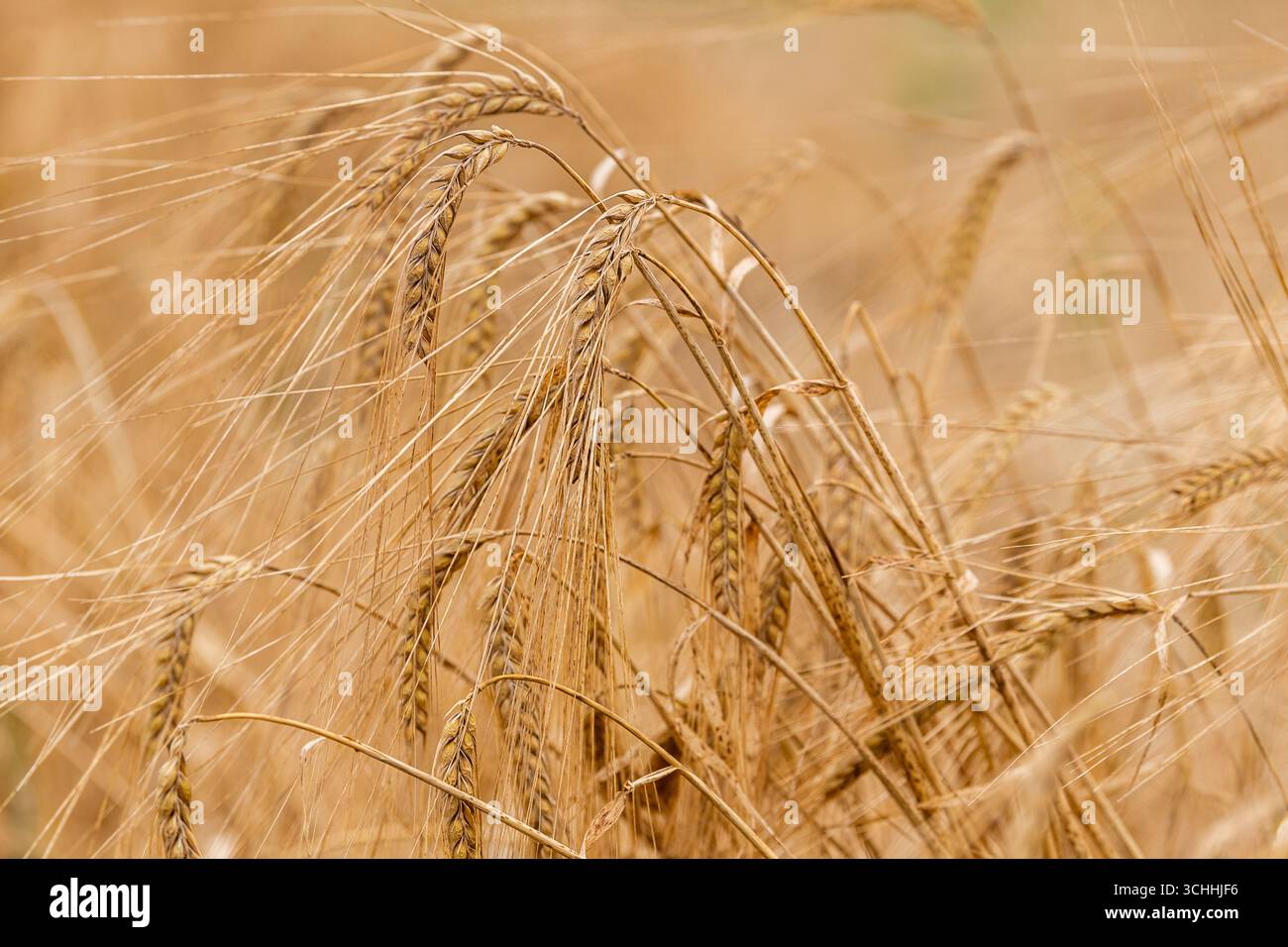 La varietà Spring Barley 'Geraldine' attende di essere raccolta a Garretstown, West Cork, Irlanda. Foto Stock