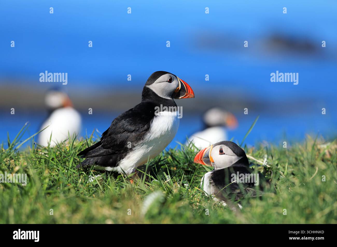 Pulcinelle di mare su lunga, Treshnish Isles, Scozia Foto Stock