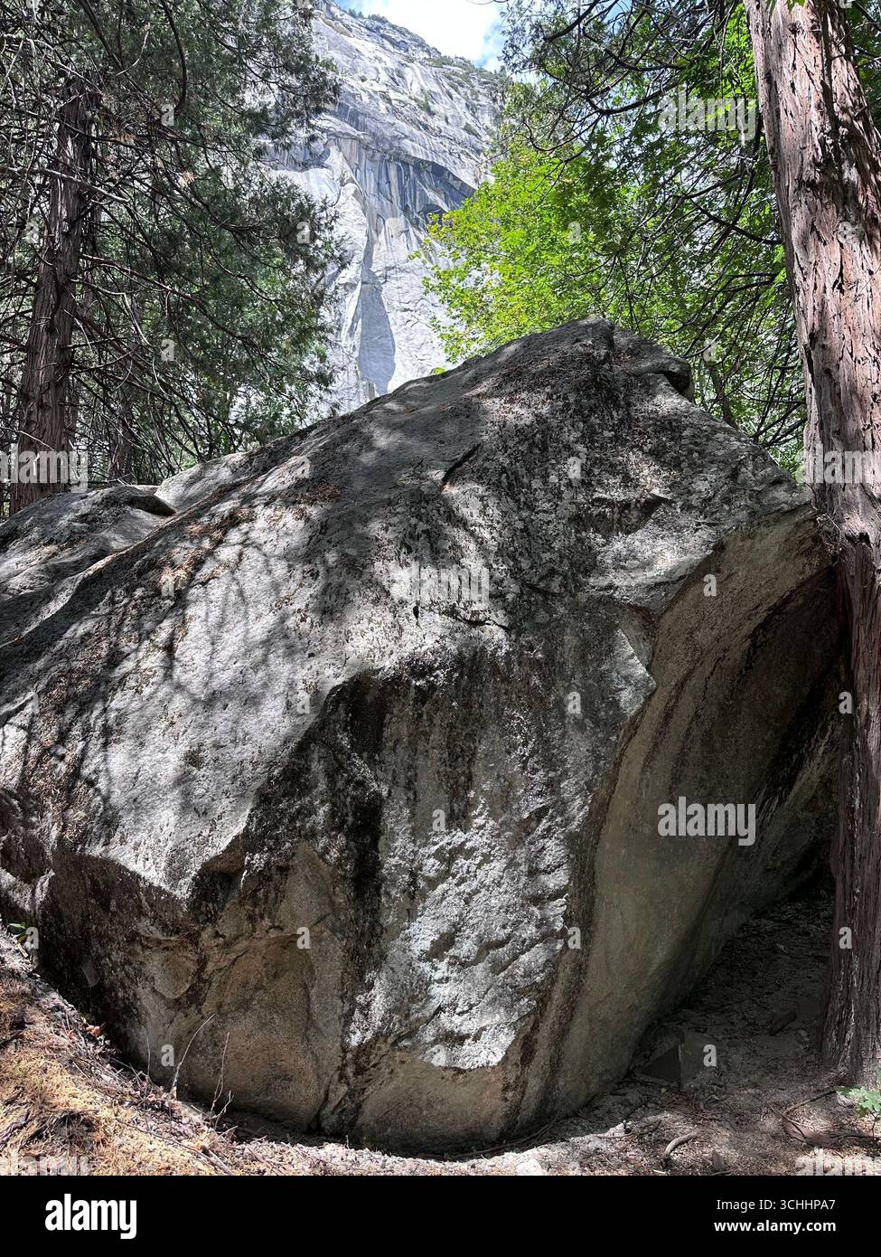 Massiccio masso di granito incorniciato da alberi forestali con torreggiante sfondo roccioso nel Parco Nazionale di Yosemite - Immagine stock catturata con smartphone