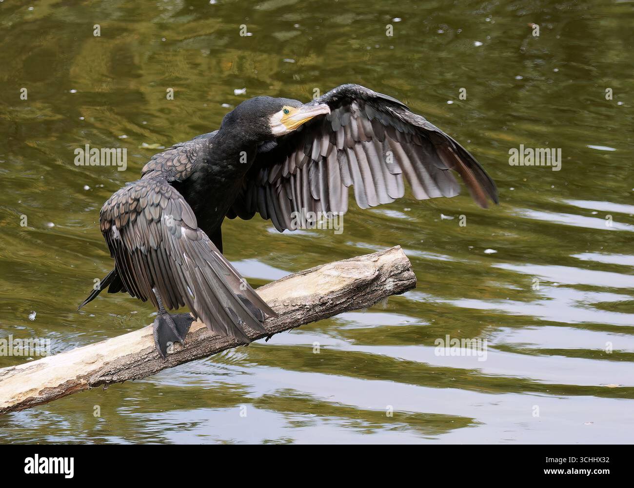 Cormorano grande, cormorano nero grande, cormorano grande, cormorano cormorano, carbo Phalacrocorax, nagy kárókatona Foto Stock