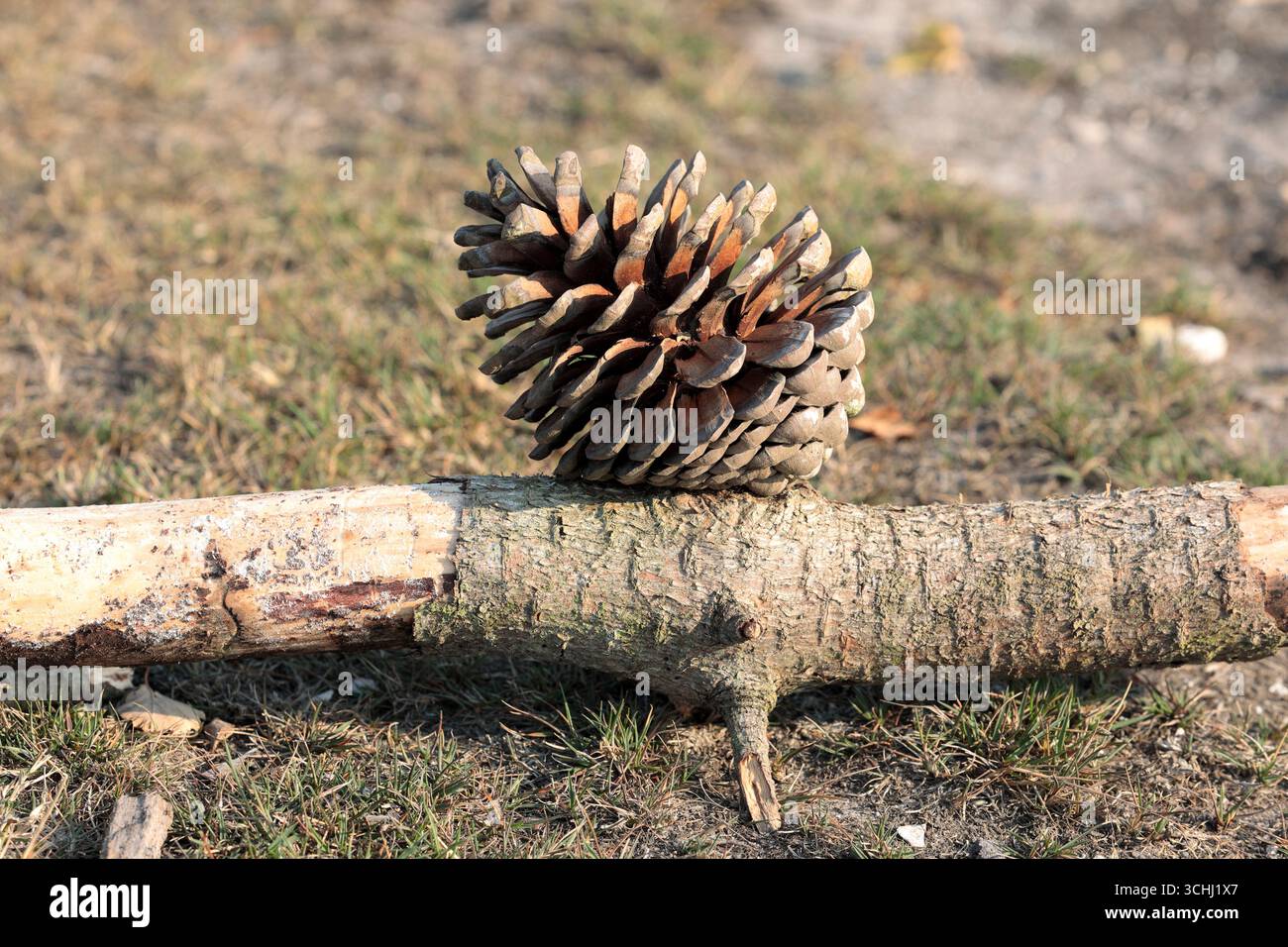 Primo piano di un grande cono di pino aperto su un ramo caduto Foto Stock