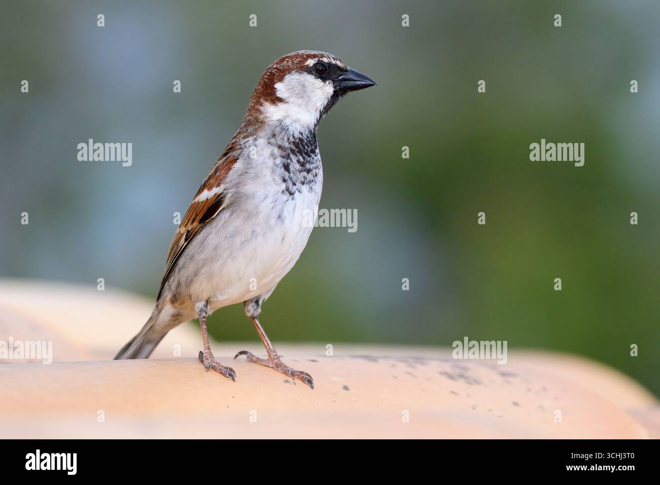 House Sparrow, Passer domesticus, uomo adulto sul tetto di tegole vicino al nido di Maiorca, Spagna aprile Foto Stock