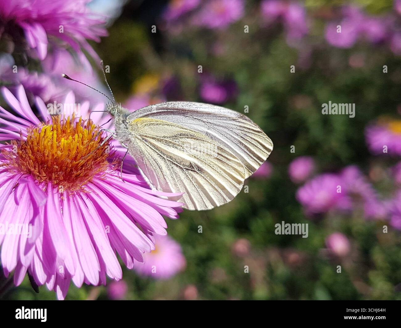 Primo piano della farfalla bianca di cavolo sul fiore rosa di aster autunnale con sfondo verde e rosa tenui Foto Stock