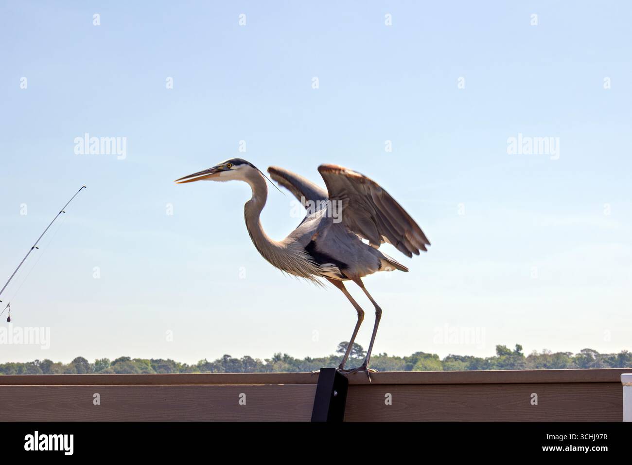 Great Blue Heron al Fairhope, Alabama Pier sulla Mobile Bay Foto Stock