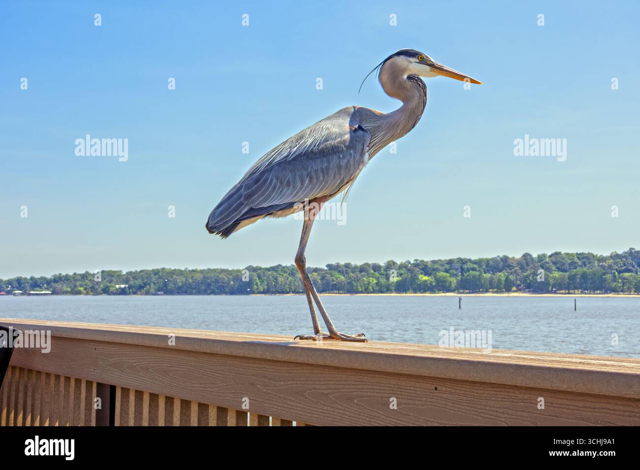 Great Blue Heron al Fairhope, Alabama Pier sulla Mobile Bay Foto Stock