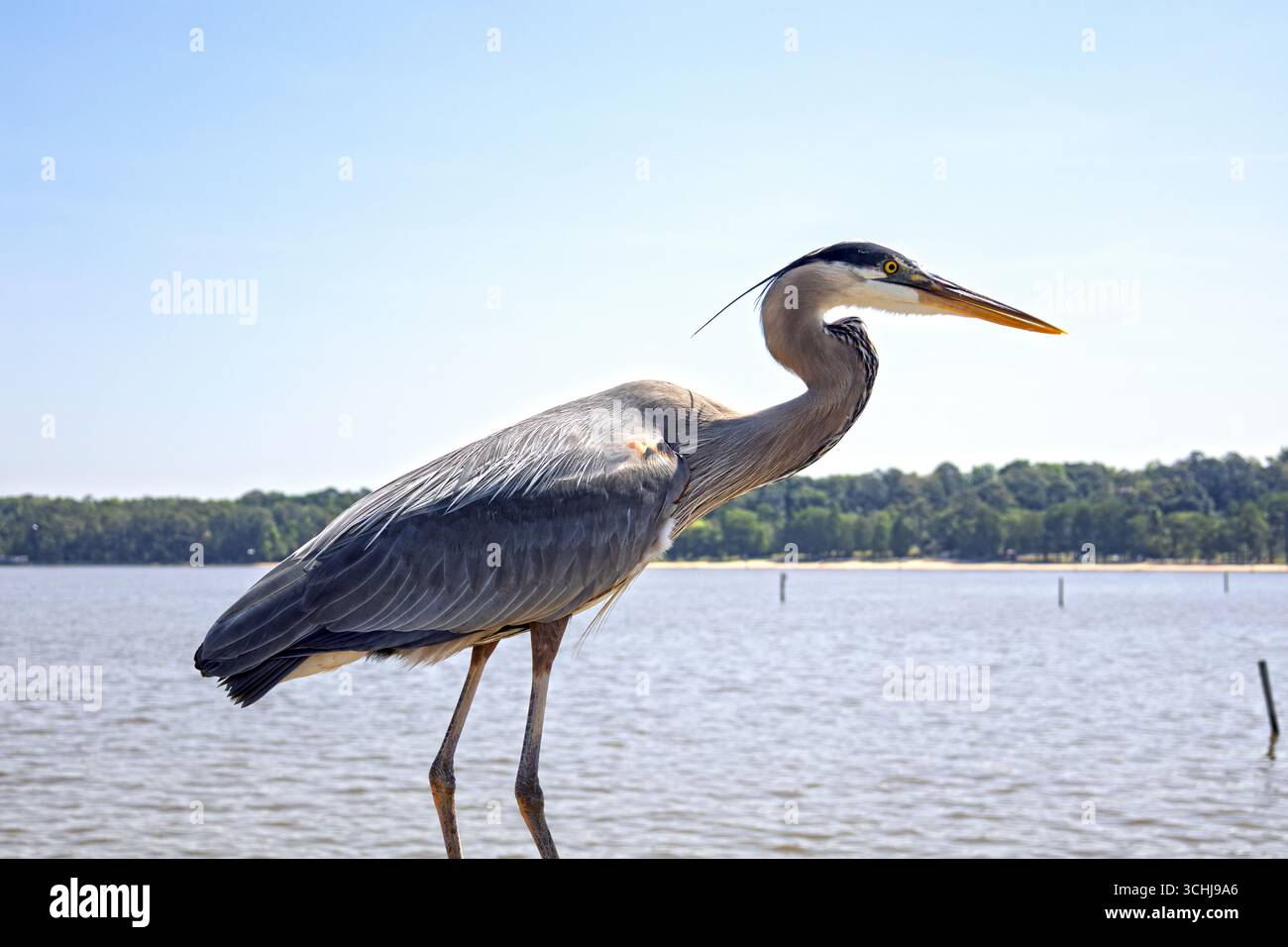 Great Blue Heron al Fairhope, Alabama Pier sulla Mobile Bay Foto Stock