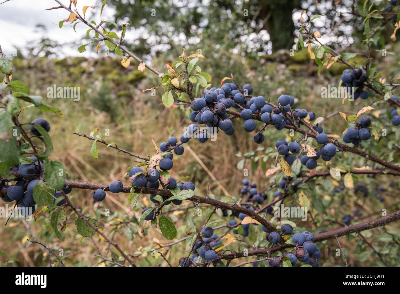 Bradipi all'inizio di settembre 2025....già maturi, morbidi e sontuosi....coltivati nel North Yorkshire. Foto Stock