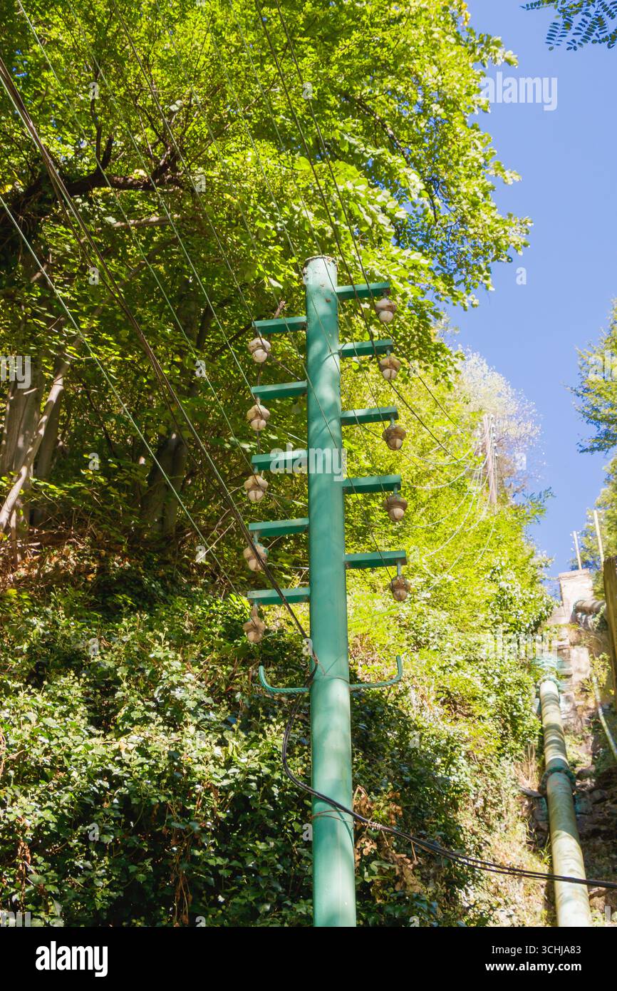 Un vivace palo verde si erge in modo prominente tra alti alberi e folte fogliame in una giornata di sole, con un cielo azzurro limpido sopra la testa, suggerendo un ambiente sereno Foto Stock