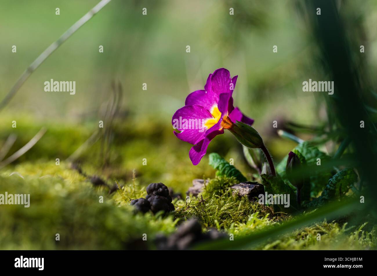 Fiore primaverile nel muschio Foto Stock