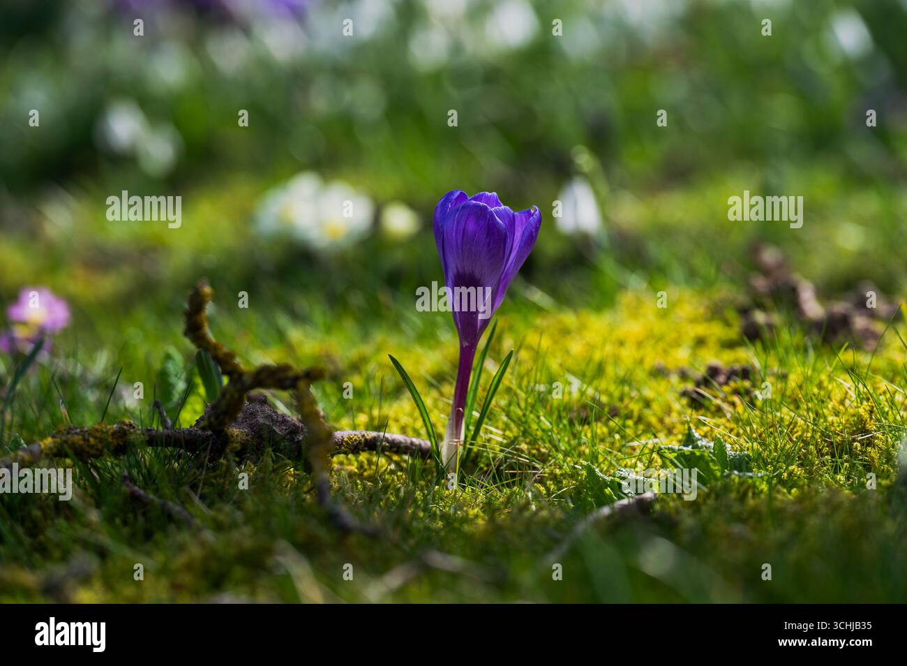 Croco viola scuro, con una fioritura parzialmente aperta che riposa nel muschio illuminato la sera. Foto Stock