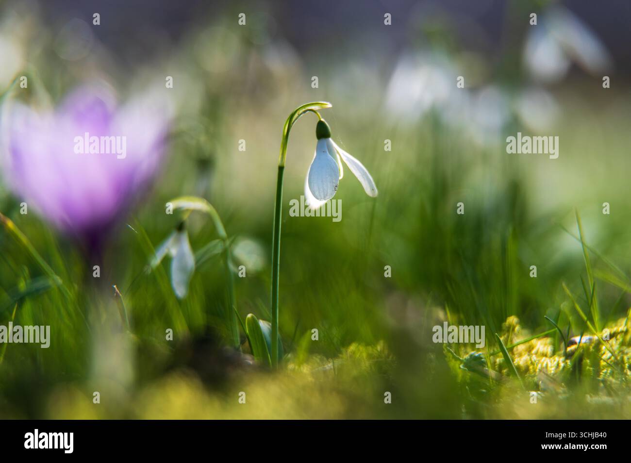Gocce di neve che fioriscono in un prato fiorito. Foto Stock