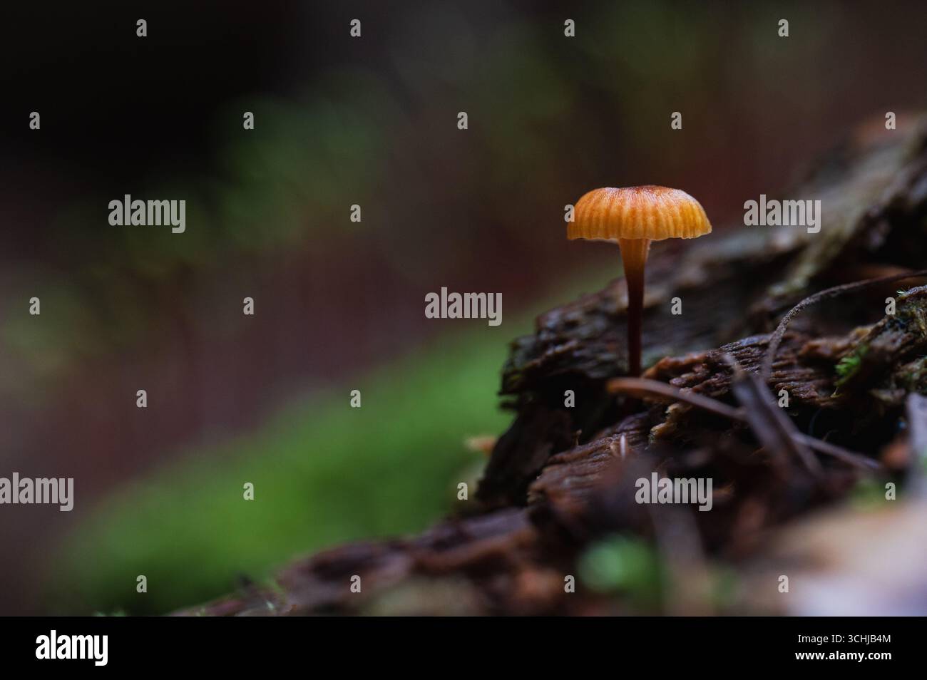 Primo piano di un piccolo fungo forestale. Foto Stock