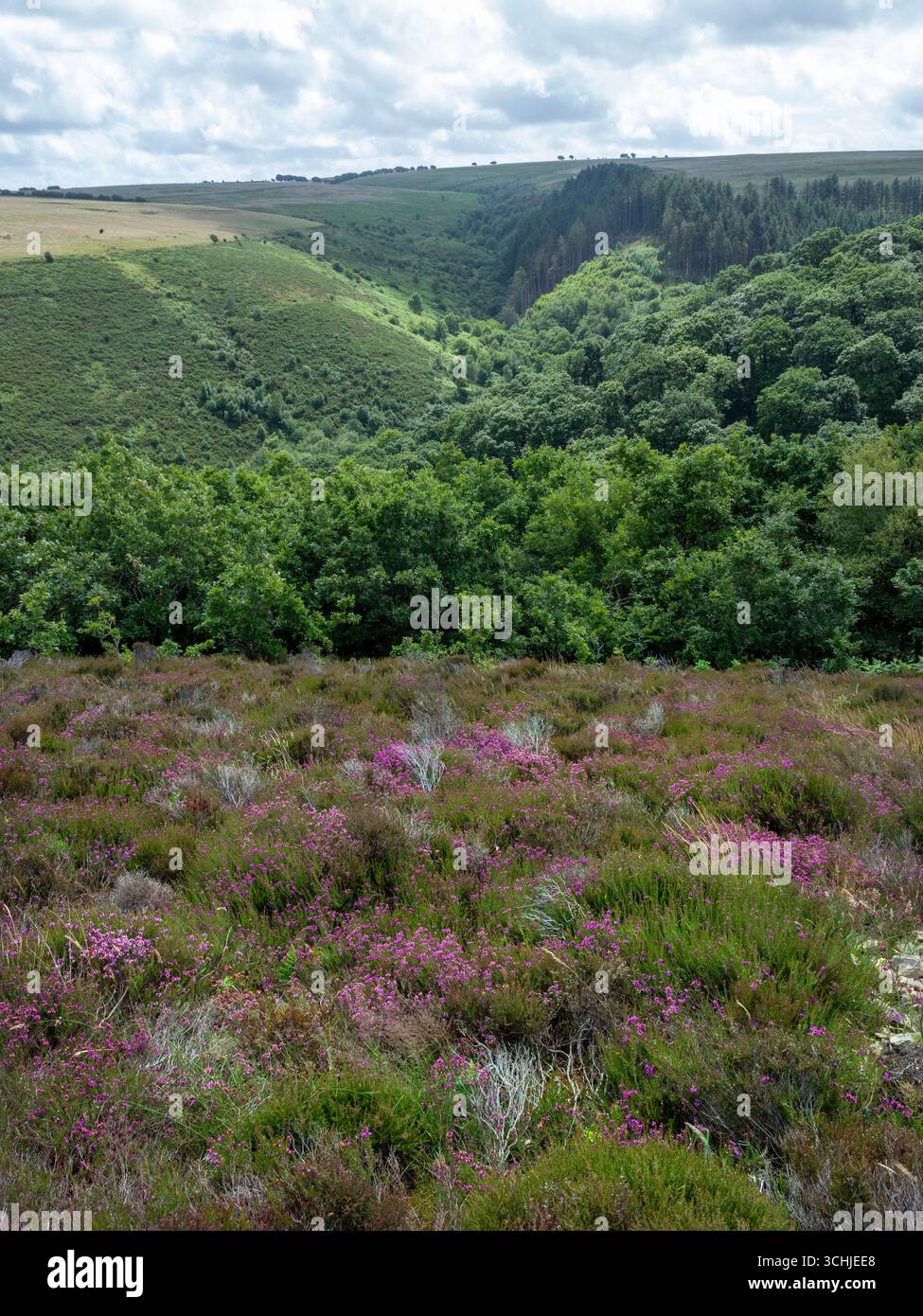 erica viola in fiore e brughiere di exmoor dietro la foresta Foto Stock