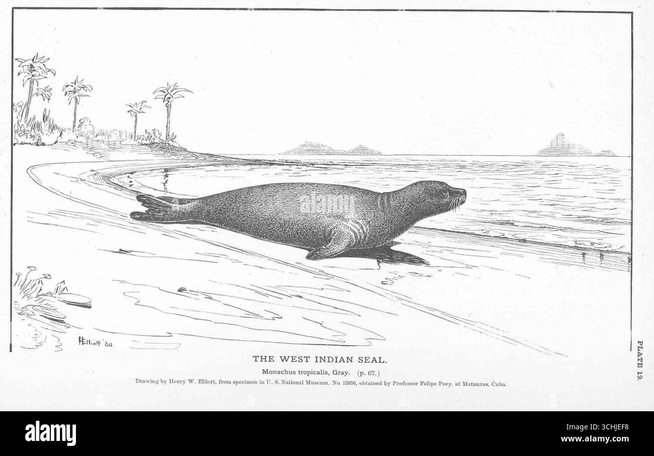 Illustrazione della foca delle Indie occidentali (Monachus tropicalis) di Henry W. Elliott, pubblicata nel 1884. Da un esemplare del Museo Nazionale degli Stati Uniti ottenuto a Matanzas, Cuba. Foto Stock