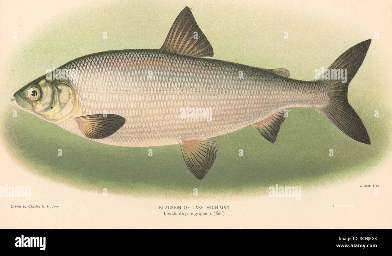 Illustrazione della pinna nera del lago Michigan (Coregonus nigripinnis, SYN. Leucichthys nigripinnis), disegnato da Charles Bradford Hudson, 1911. Foto Stock