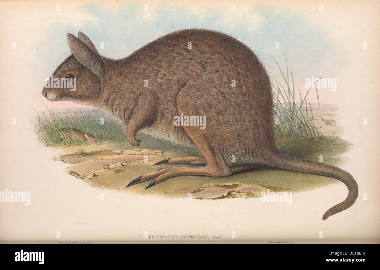 Illustrazione colorata a mano del wallaby lepre (Lagorchestes leporoides) dei mammiferi dell'Australia, volume 2 di John Gould, pubblicato nel 1863. Foto Stock