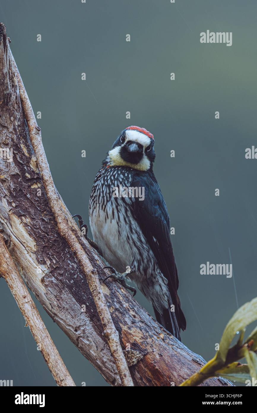 I picchi di Acorn nascondono migliaia di ghiande nei buchi degli alberi, vivendo in gruppi sociali con fascino eccentrico e chiacchierate senza sosta Foto Stock