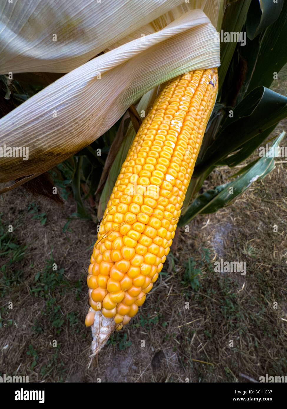 Primo piano di un'orecchia di mais sul bordo di un campo con il resto della pianta sullo sfondo Foto Stock