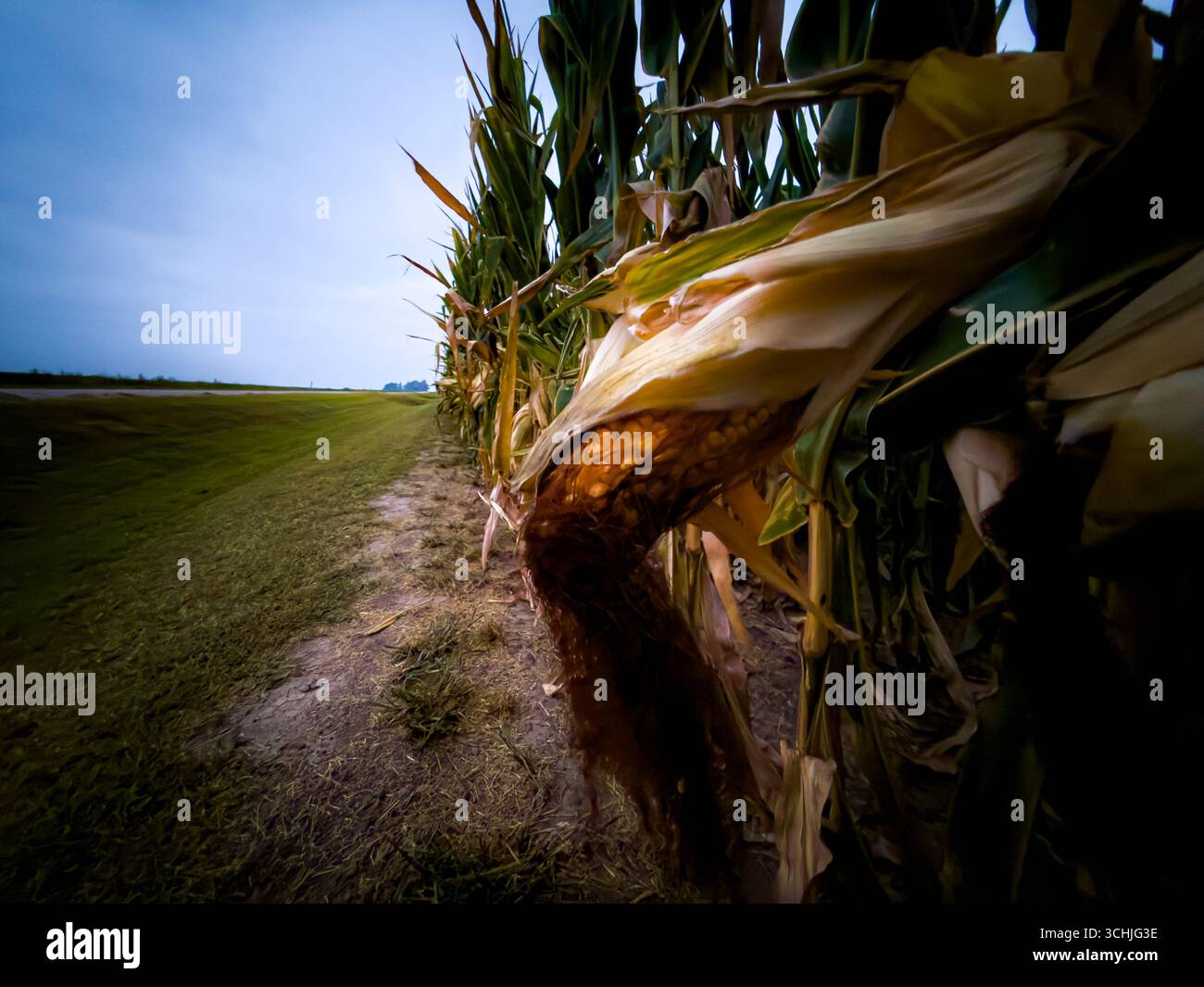 Chiudere un orzo di mais con i semi che iniziano a mostrare in cima all'orecchio lungo il lato di un fosso Foto Stock