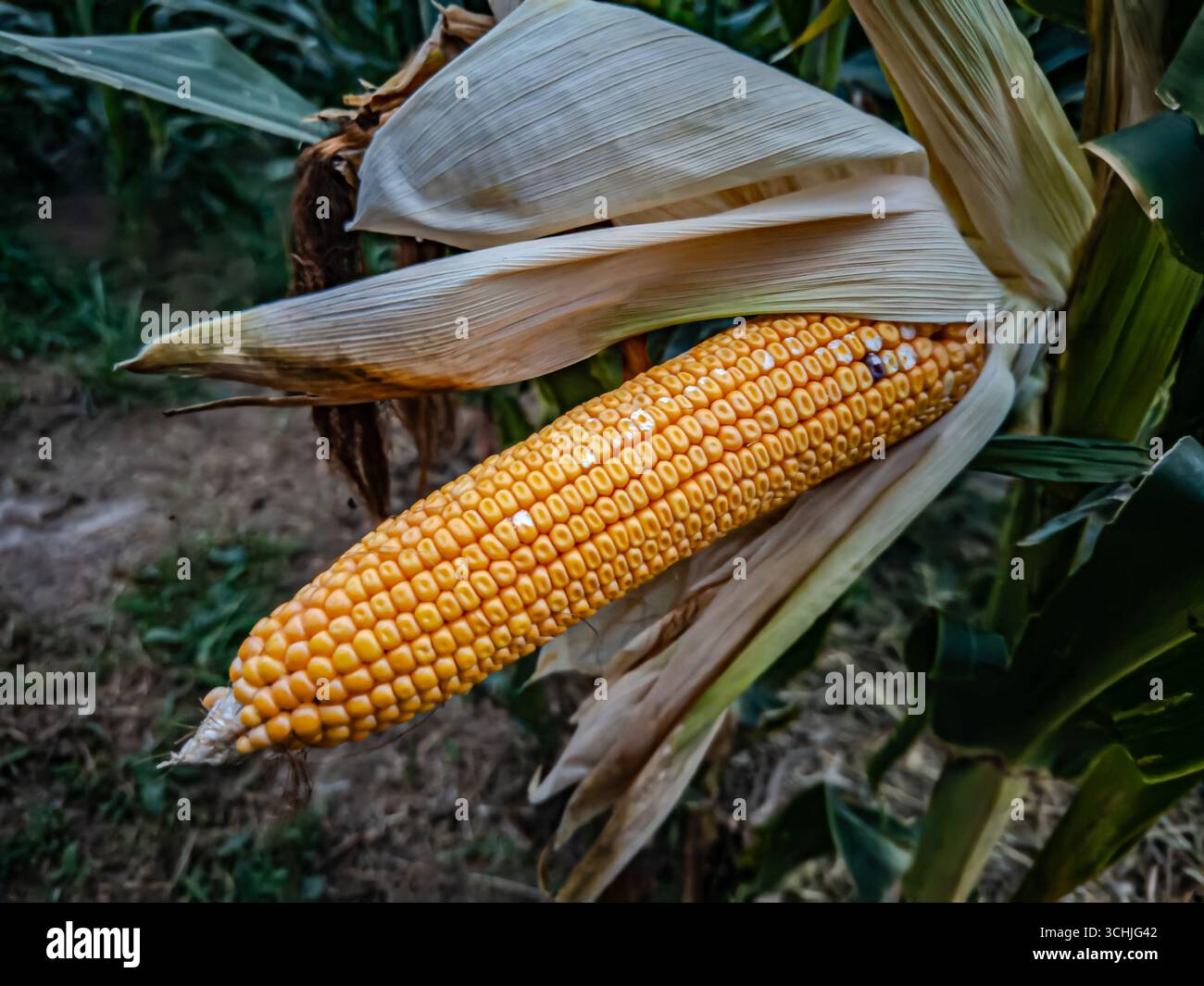 Un orecchio aperto di mais ancora sulla pianta con la fila dietro di essa Foto Stock