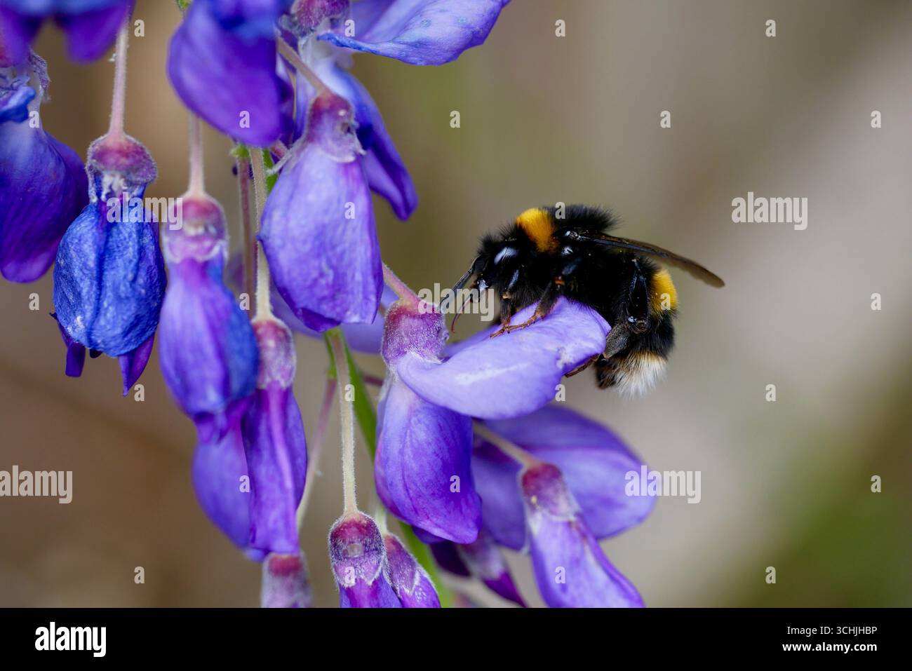 Bumblebee dalla coda bianca (gruppo Bombus lucorum) che si nutrono di fiori di Wisteria viola (Wisteria sinensis) in fiore. Foto Stock