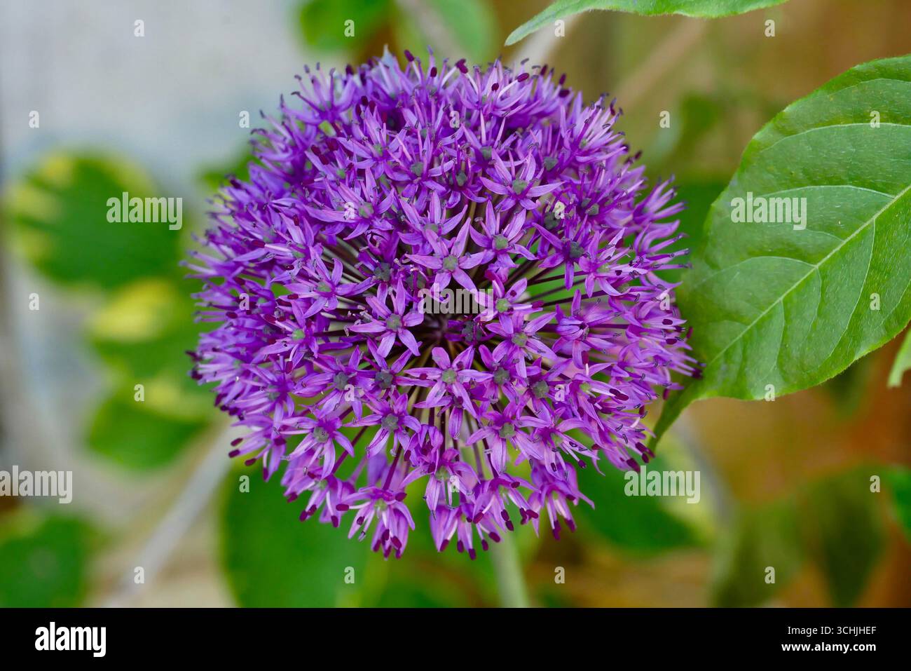 Primo piano di una testa rotonda di Allium viola in fiore. Foto Stock