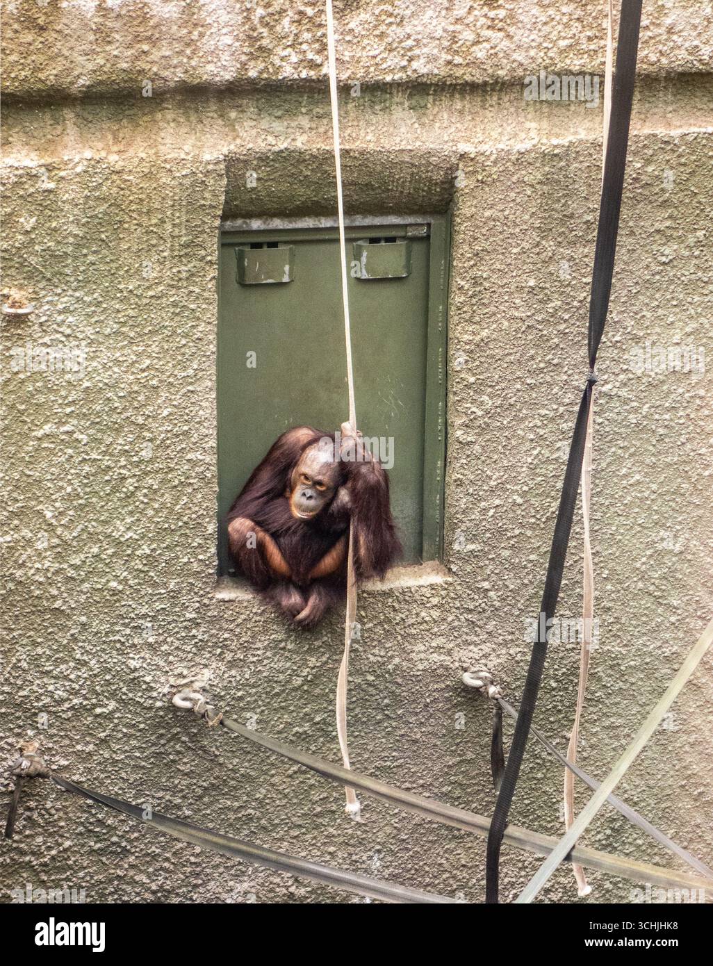 Orangutan ospitato in cattività nello zoo di Chester nel Cheshire, Inghilterra. Foto Stock