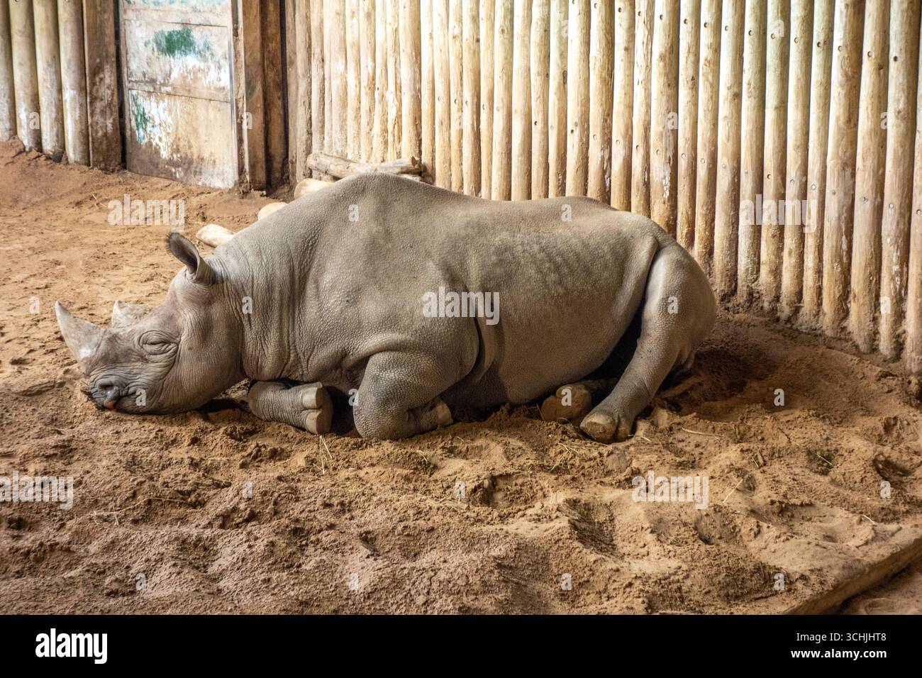 Rinoceronte in cattività allo zoo di Chester Inghilterra Regno Unito Foto Stock