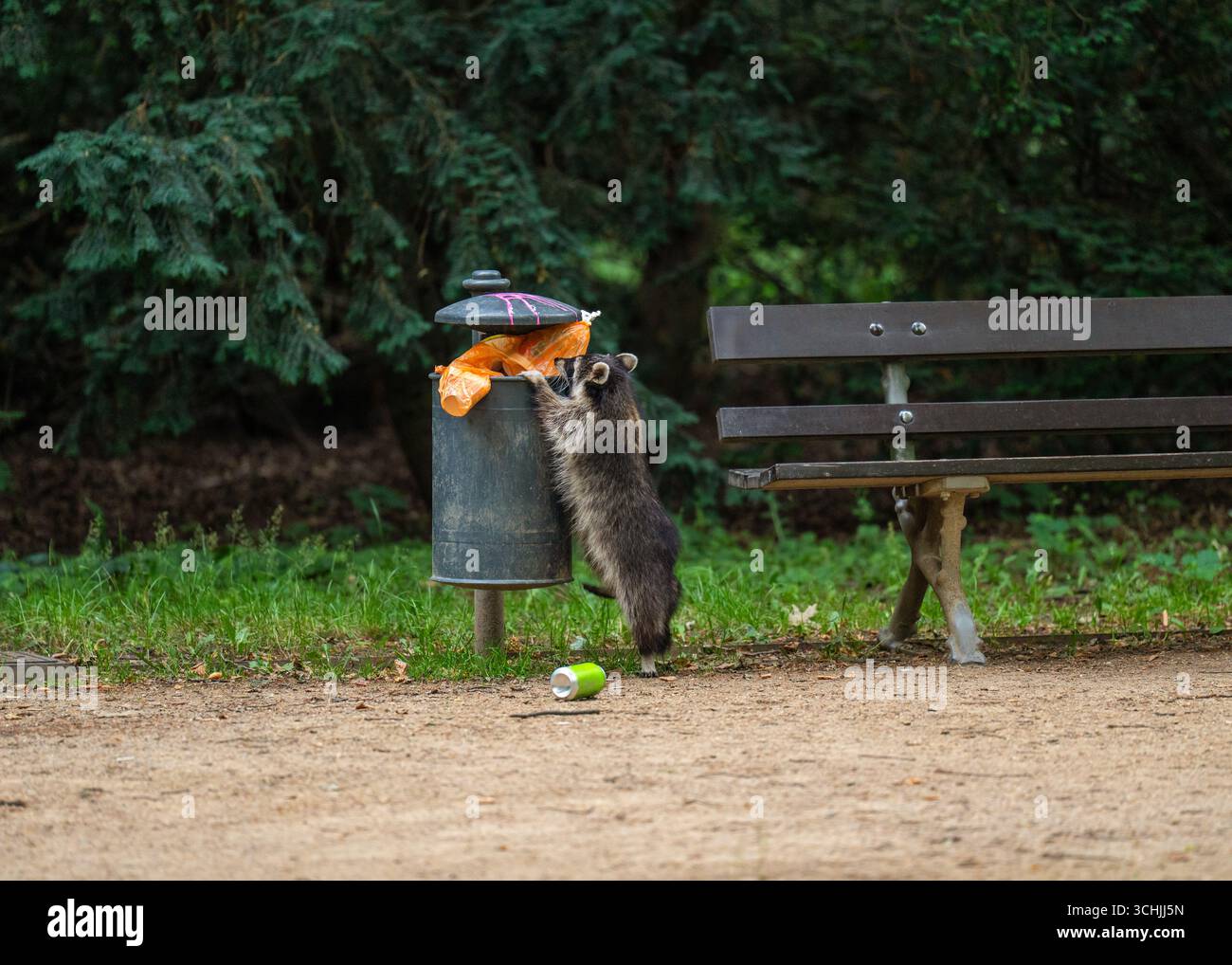 Procione urbano che si nutre nel bidone della spazzatura durante il parco cittadino. Simbolo di come la fauna si adatta alla vita urbana moderna. Foto Stock