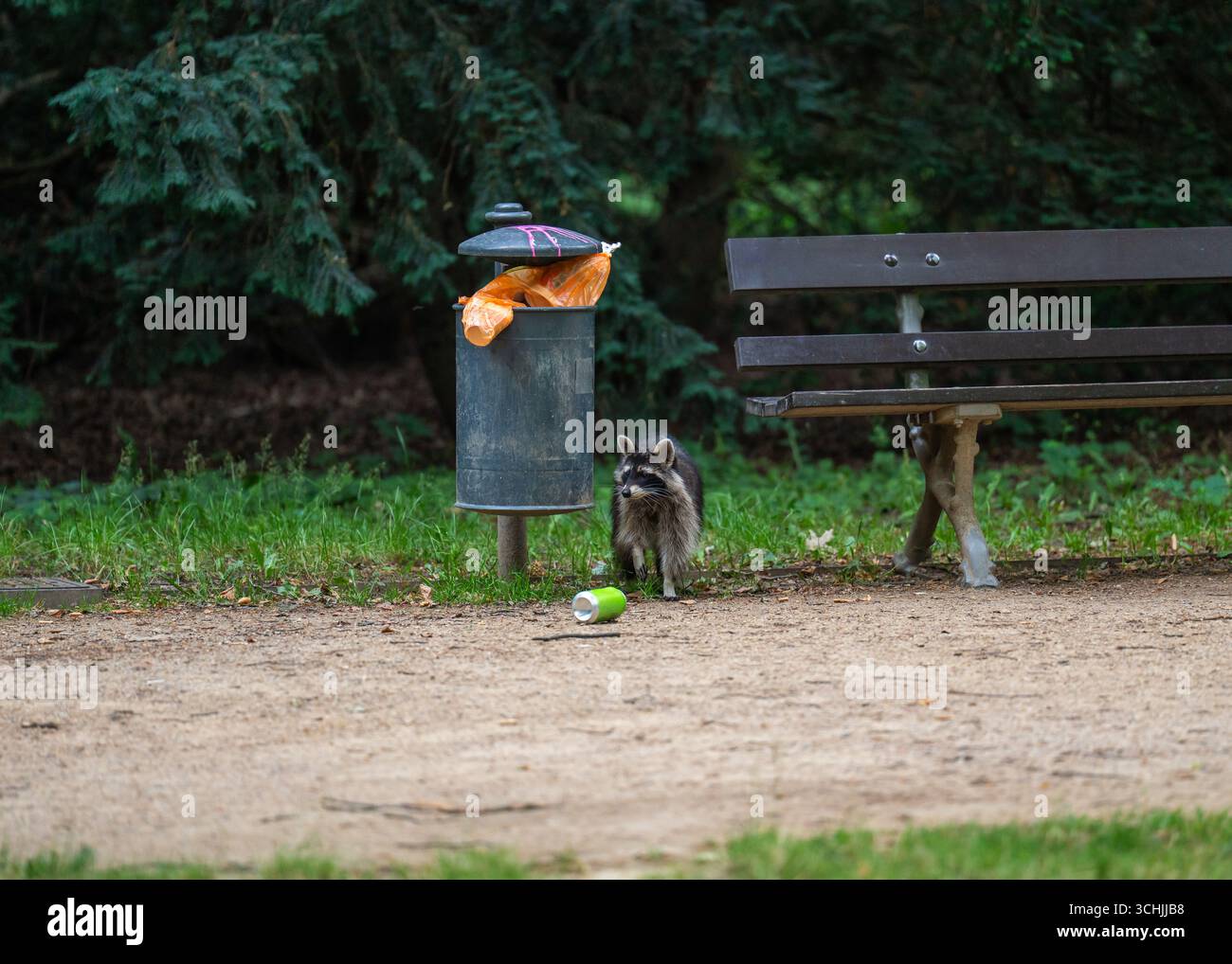 Raccoon alla ricerca di cibo all'interno di un bidone della spazzatura in un parco urbano. Un esempio di comportamento animale in un ambiente alterato dall'uomo. Foto Stock