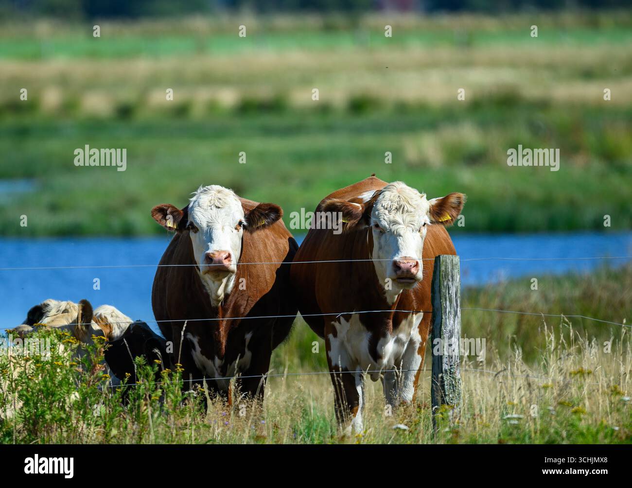 Due mucche marroni e bianche sorgono vicino a un palo di legno, con un campo verdeggiante e un fiume calmo sullo sfondo sotto cieli azzurri, che mostrano rura Foto Stock