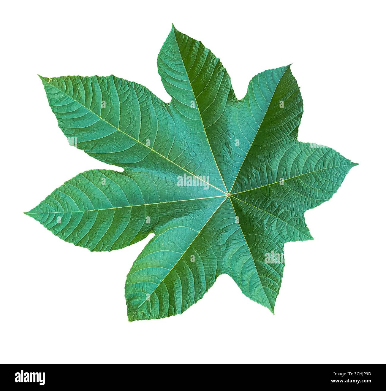 Foglia di Castor verde brillante (Ricinus communis) isolata su sfondo bianco con percorso di ritaglio. Elemento di design floreale per biglietti, inviti, poster, a. Foto Stock
