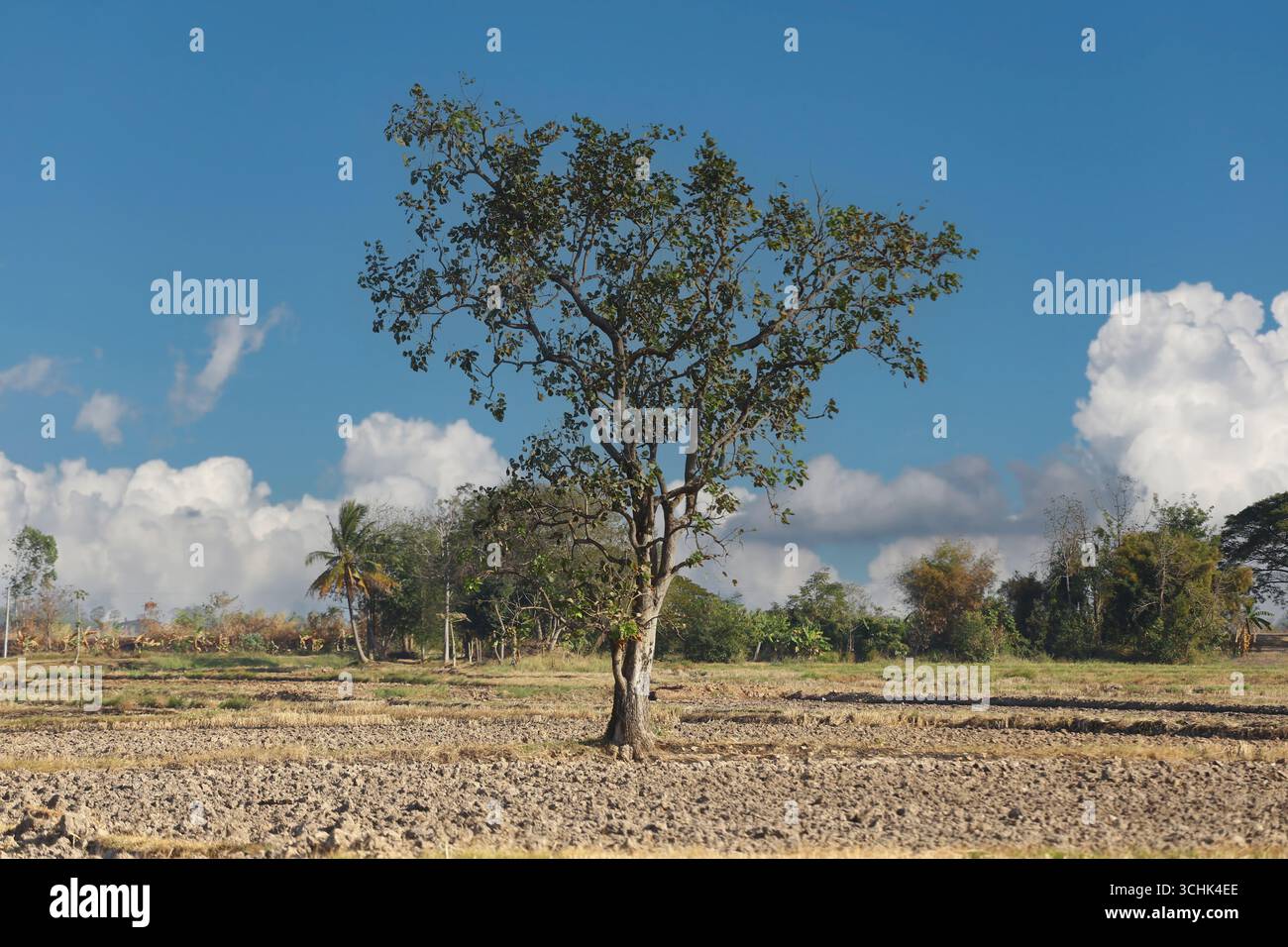 Un albero solitario si erge orgoglioso in un vasto campo aperto, con un cielo azzurro luminoso e nuvole soffici, creando un tranquillo e sereno paesaggio rurale Foto Stock